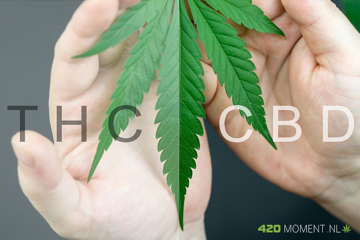 Wat is het verschil tussen CBD en THC?