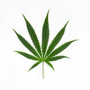 cannabis sativa blad
